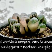 Haworthia cooperi var. truncata  f. variegata " Dodson Purple ",カクタス広瀬,mugico,窓辺の画像