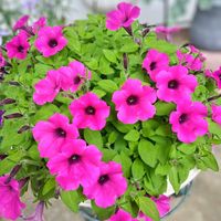 サツキ,サフィニアブーケキューティパープル,昼咲月見草(ヒルザキツキミソウ),花のある暮らし♡,おうち園芸の画像