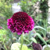 スカビオサ,可愛い,美しい,華やか,豪華なお花の画像