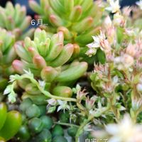 グリーンネックレス,セダム,オーロラ,番外編　♪♪,多肉植物の画像