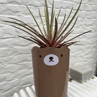 アガベ,植え替え,可愛いの画像