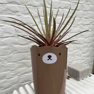 アガベ,植え替え,可愛いの画像