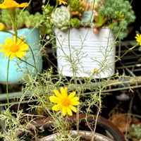 多肉大好き,ベランダガーデニング,小花好き,セダム大好き,黄色の花の画像