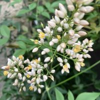 ナンテン,南天の花の画像