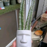 フェルニア,かわいい,玄関アプローチの画像