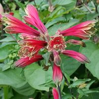 ベゴニア,アリストロメリア,ヒナキキョウソウ,アリストロメリア プルケラ,山野草の画像