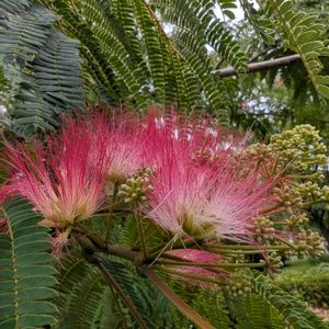ネムノキ,ネムの花,合歓の木,散歩,大島小松川公園の画像