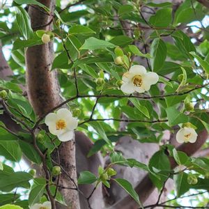 ヒメシャラ,庭の画像