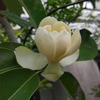 ヒメタイサンボク,地植え,綺麗✨,庭木・花木,チーム岐阜の画像
