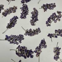 アーモンド,ベニバナニセアカシア,ドライフラワー,花木,ピンクの花の画像