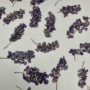 アーモンド,ベニバナニセアカシア,ドライフラワー,花木,ピンクの花の画像
