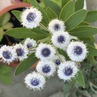 ラグラス,モナルダ,グロブラリア ブルーアイ,瑠璃かんざし,金曜日の蕾たちの画像