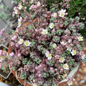多肉植物,セダム属,パープル,つぶつぶ,成長の画像