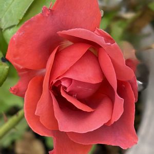 ガーデニング,花のある暮らし,ナチュラルスタイル,薔薇のある暮らし♡,おうち園芸の画像