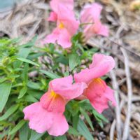 キンギョソウ,キンギョソウ,植えっぱなし,雨ざらし,今日のお花の画像