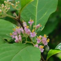 ムラサキシキブ,散歩コース,GSに感謝。,植物観察,植物散策の画像