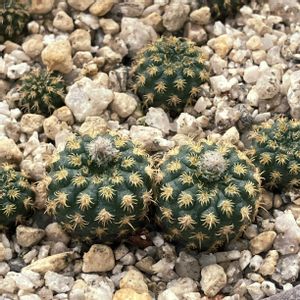 サボテン,豹の子,フライレア 豹の子,多肉植物,実生の画像