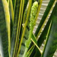 サンスベリア,１００円グリーン,観葉植物のある暮らし,窓辺,その他部屋の画像