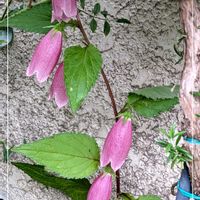 ホタルブクロ,ローズマリー,ガーデニング,花のある暮らし,庭の画像