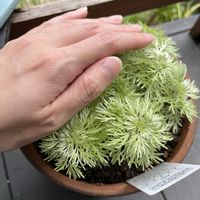 アサギリソウの画像