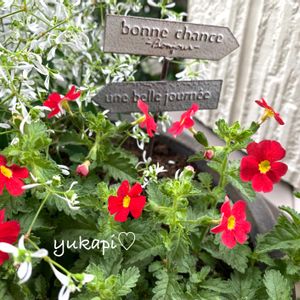 ダールベルグデージー,サンブリテニア　スカーレット,ラベンダーグロッソ,寄せ植え,シルバーリーフの画像