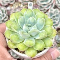 成長記録 アルビドロップ,エケベリア アルビドロップ,神奈川タニラー,多肉男子,バルコニー/ベランダの画像
