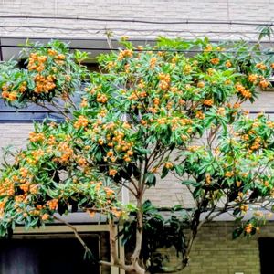 ビワ,ガジュマル,胡蝶蘭,デンドロビューム,アボカド鉢植えの画像