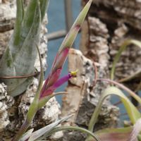 チランジア インターメディア,チランジア・インターメディア,開花,着生植物,エアープランツ/チランジアの画像