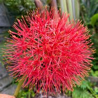 ハエマンサス,ハエマンサス,フットボールリリー,フットボールリリー,沖縄の画像