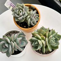 エケベリア,モーニングデュー,桃染華,多肉植物,エケベリア属の画像