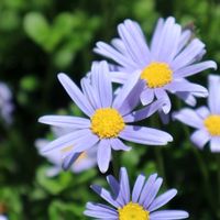 ブルーデイジー,キク科,花壇の花,花のある暮らし,水色の花の画像