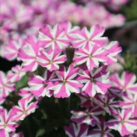 バーベナ,小さな花,花壇の花,花のある暮らしの画像