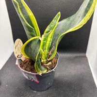 サンセベリア,観葉植物,ホームセンターの画像