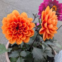 ダリア,黒葉の画像