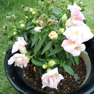 金魚草,花のある暮らし,お花大好き♡,今日のお花,テラスの画像
