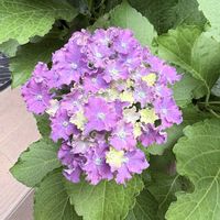 ブーゲンビリア,アジサイ カーリースパークル,紫陽花 アジサイ あじさいの画像