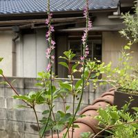 ネジバナ,山野草,おうち園芸,小さな庭の画像