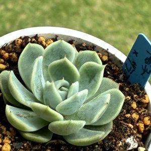 梅子×ザラゴーサ,多肉植物,多肉大好き,多肉植物のある暮らし,多肉女子の画像
