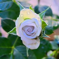 春バラ,バラを楽しむ,ばら バラ 薔薇,バラと夢CLUB,金曜ローズショーの画像