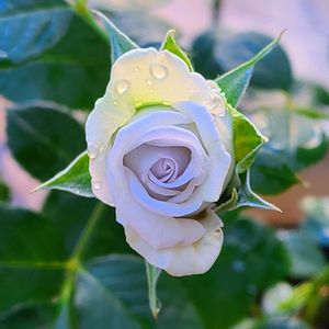 春バラ,バラを楽しむ,ばら バラ 薔薇,バラと夢CLUB,金曜ローズショーの画像