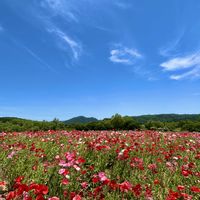 ポピー,国営みちのく杜の湖畔公園,わりと好きシリーズ❣️,大自然大好き仲間❣️,Love Natureの画像