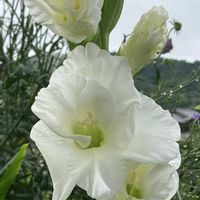 グラジオラス,苔(コケ),カマキリの赤ちゃん,バッタくんの画像
