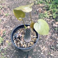ボンバックス,コミフォラ・オルビクラリス,センナ　メリディオリナス,植中毒,植物貧乏の画像