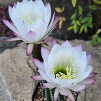 サボテン,花サボテン,サボテンの花,白い花,さぼてんの花の画像