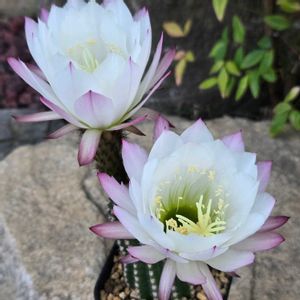 サボテン,花サボテン,サボテンの花,白い花,さぼてんの花の画像