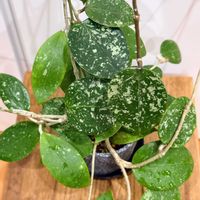 ホヤ・パラシティカ,ホヤ パラシティカ ハートリーフ スプラッシュ,観葉植物,ホヤ,熱帯植物の画像