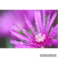 マツバギク,マツバギク,元気をありがとう٩( ᐛ )و,山野草,小さな幸せ♡の画像