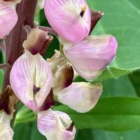 ルピナス,ルピナス,ピンク,癒し,ピンクの花の画像