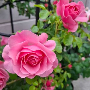 バラ 鉢植え,鉢植えのつるバラ,レオナルド・ダ・ヴィンチ鉢植えの画像