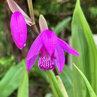 シラン,紫蘭,Bletilla  striata,地生蘭,ガーデンオーキッドの画像